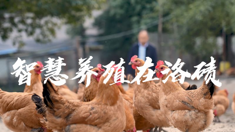 PCR检测试剂采购报价：流程解析与关键要点